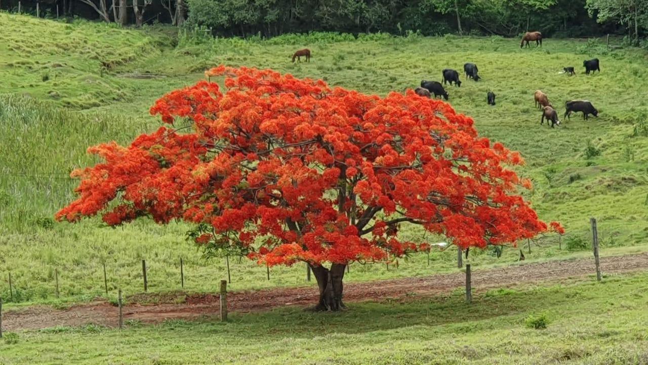 Pousada Fazenda Pinhalzinho Ribeirao Claro Exterior foto